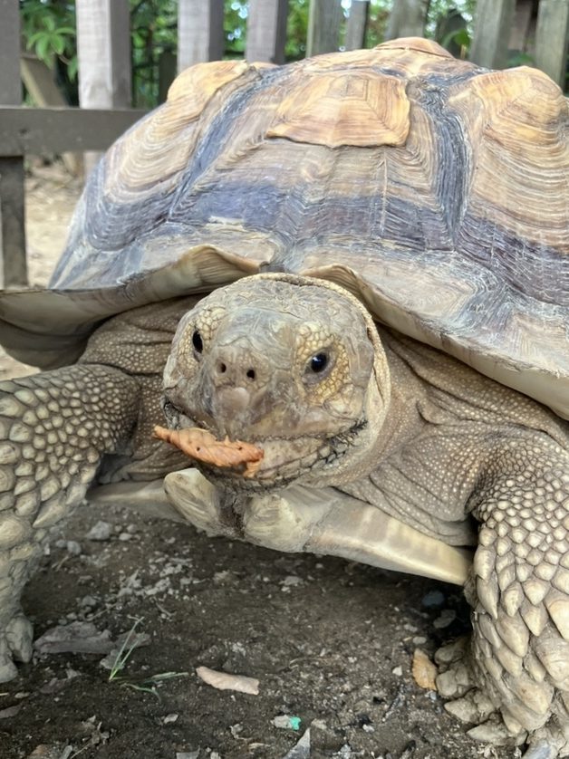 ついに！ちび亀の名前が決まりました！ | そら野テラス