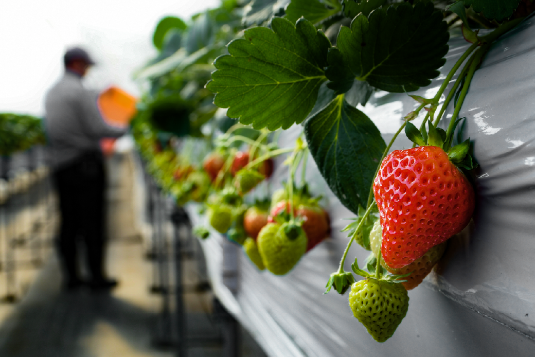 いちごには意志がある